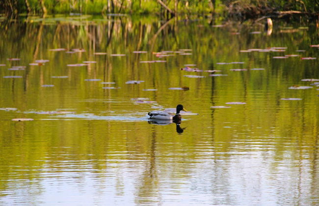 Bungalow in Kolczewo With Parking Space - Photo 77