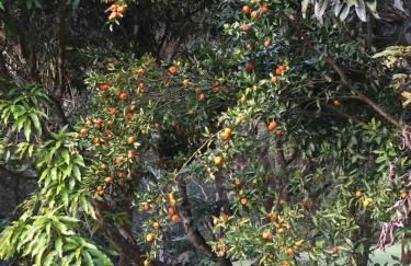 Reserva Atibaia / Casa de Montanha - Photo 43