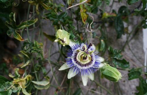 Casa dos três rapazes - Foto 61