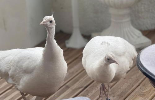 Domaine de la Jasseix - Photo 31