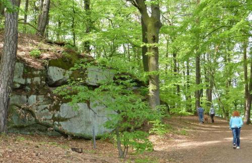 Flower magic at the Birnbaumhof - Foto 12