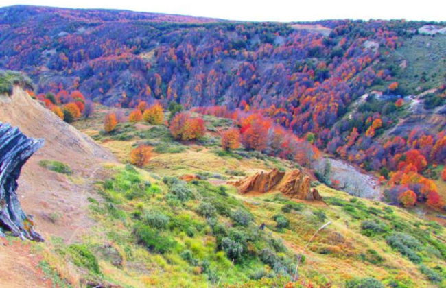 Tour por la Reserva Nacional Magallanes - Foto 7