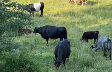 Winding Creek Cabin - Photo 56