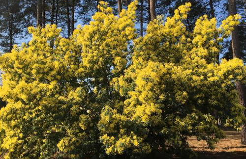 La bergerie des Landes - Foto 71