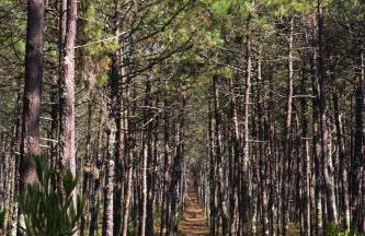 RiaEncontros- Villa T4 junto Ria e Pinhal - Foto 68