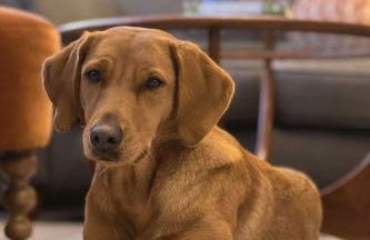 No48 - Luxe Edwardian Shop Conversion in Pewsey - Foto 7