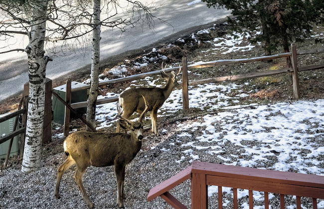 Pinon Park by Ruidoso Vacation Rentals - Foto 71