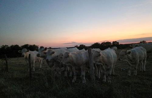 Les hirondelles - Foto 36