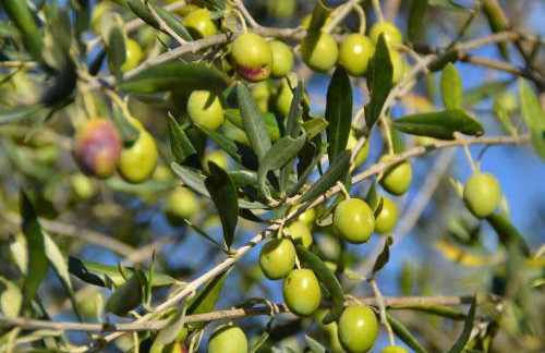 Apartments Villa San Vito - Foto 11