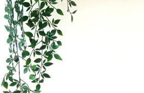 Rincón del Botánico - Foto 7