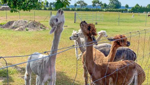 Tiny House auf der Alpaka Farm - Foto 2