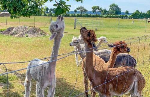 Tiny House auf der Alpaka Farm - Foto 2