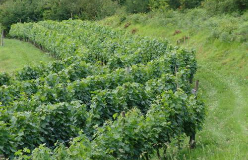 Quinta Santa Marinha - Foto 11