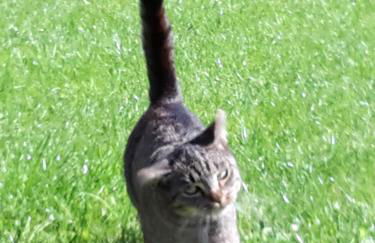 Ferienhof von Hammel 4 Zimmer Wohnung - Foto 11