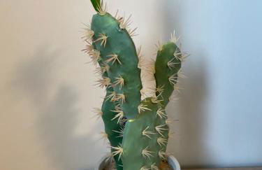 Vivienda turística Las Cigüeñas con garaje - Photo 25