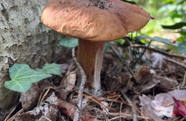 Camp Koose - Foto 17