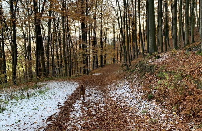 1 mit Sauna Ferienhaus Poppenhausen - Foto 11