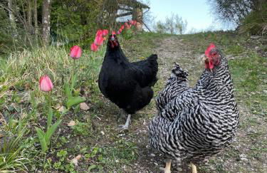 Typical house in Trebbia Valley - Photo 23