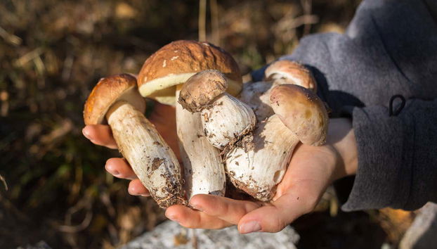 Mushroom Picking Quad Tour - Photo 2