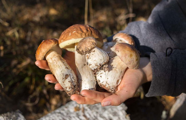 Mushroom Picking Quad Tour - Photo 2