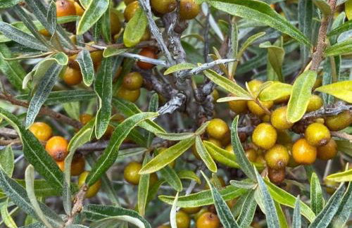 Apartment Altes Pastorenhus by Interhome - Foto 36