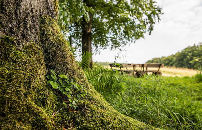 Ferienhaus Lichtung - Photo 69