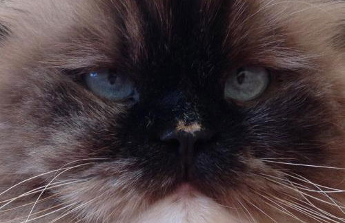 Rose Garden Studio - Foto 26