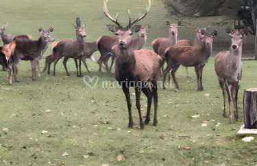 Domaine du Val Bruant - Foto 6