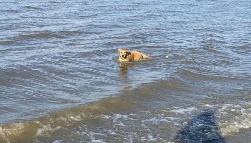 Holiday Apartment Elbe - Foto 5