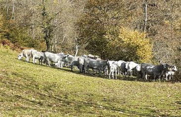 Grange ancienne aménagée - Photo 15