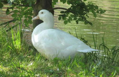 Haus Inge am Park - Foto 8