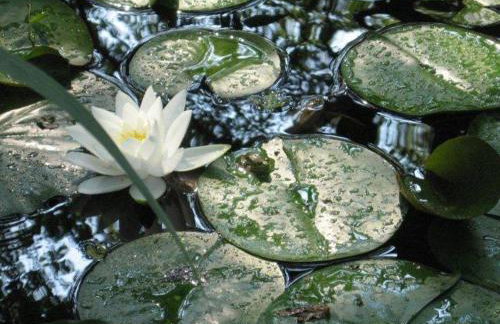 Lily Pad Cove - Foto 15