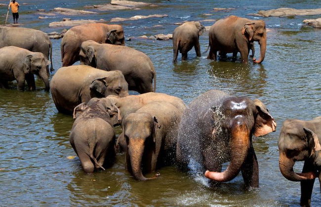 Visitez l'Orphelinat des Éléphants de Pinnawala - Excursion d'une Journée - Photo 4