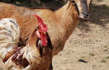 Azienda Agrituristica Baglio Carta - Foto 36