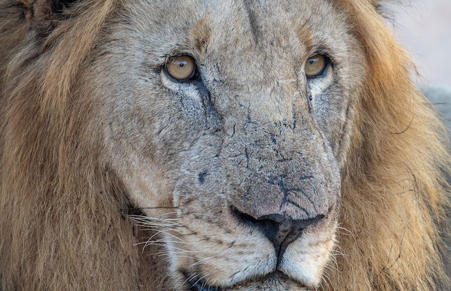 Ukanyi Luxury Villa - Foto 20