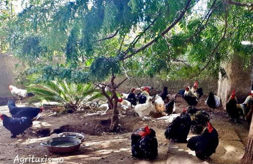 agriturismo u zu peppino - Foto 13