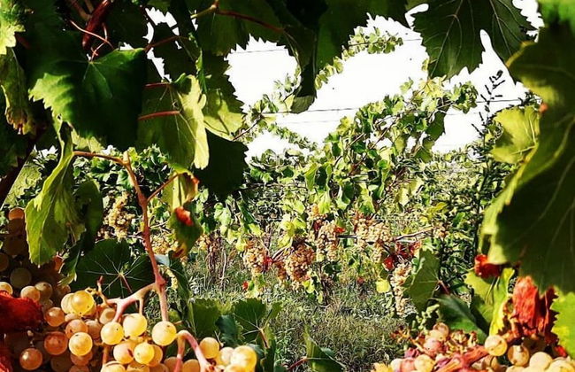 Villa Cavalletti - Foto 58