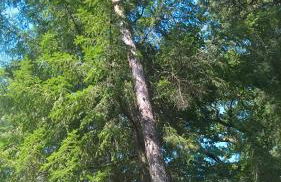 Gite meublé avec étang en lisière de forêt. - Photo 8