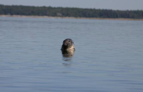 Acadia Ocean Front Garden Cottages - Foto 55