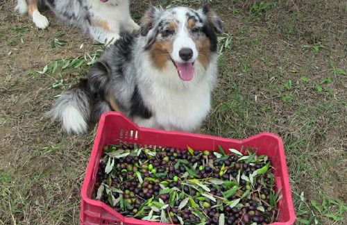 Agriturismo Frallarenza - Foto 59