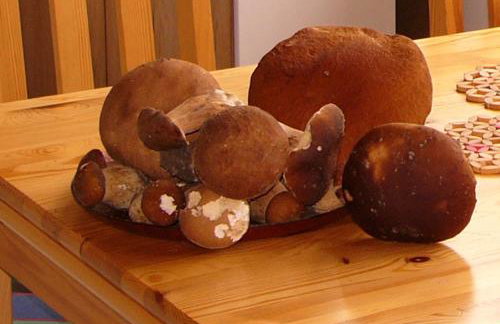 Agroturystyka Lisa Młyn - Foto 7