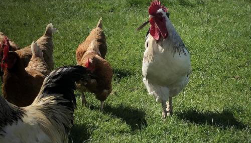 Chalet Sleeps 4 Near Cymyran Beach - Foto 5