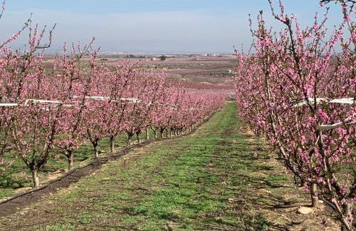 Casabras Rural - Foto 8