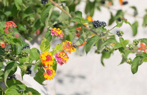 Villa Calaforno - Foto 69