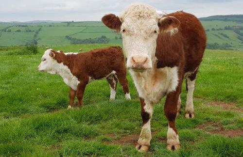 HOBLEY House Holiday - Foto 25