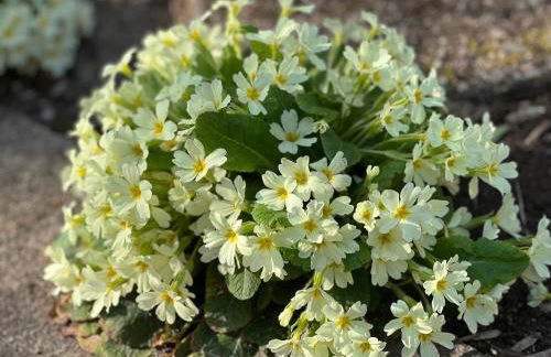 Grande maison en pierre à la campagne, belle vue - Foto 20
