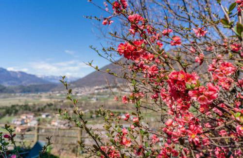 Alle Coccinelle, Levico Terme - Foto 36