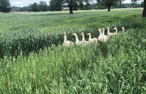 Farma Puchałowo - Foto 63