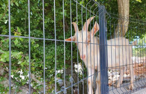 Stone House Rosuja - Foto 48