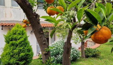 Il Giardino dei Gigli - Photo 3, Garden